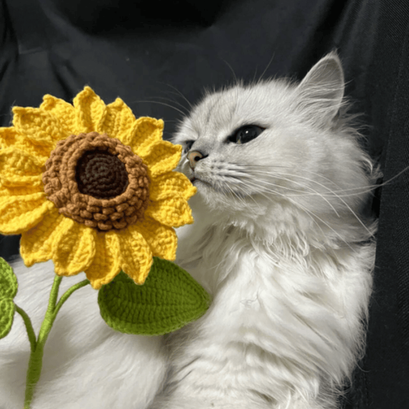 cat and crochet sunflower