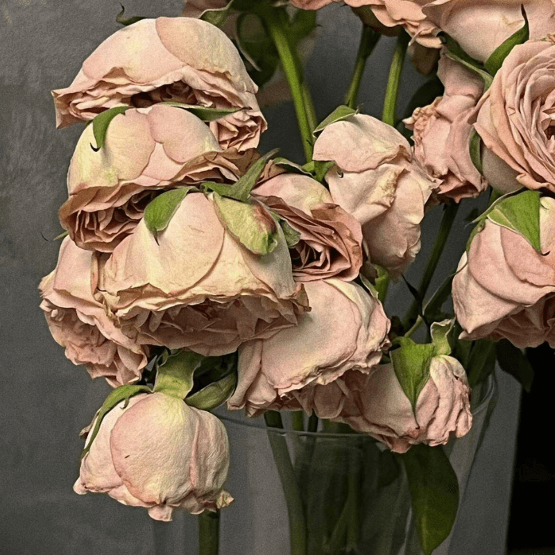 decaying cappuccino bouquet
